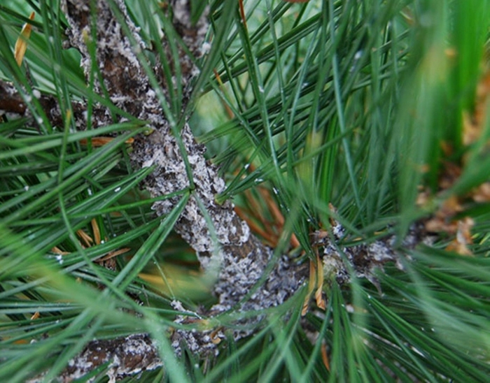 Хермес вредитель хвойных