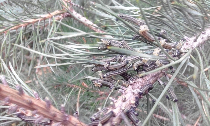 Обыкновенный сосновый пилильщик