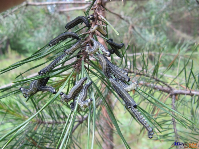 Обыкновенный сосновый пилильщик