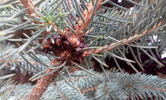 Щитовка хвойных ель