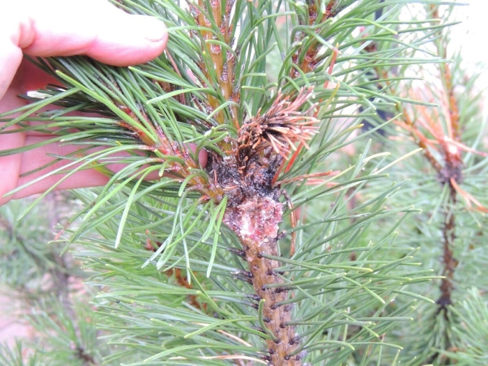 Сосна веймутова хермес