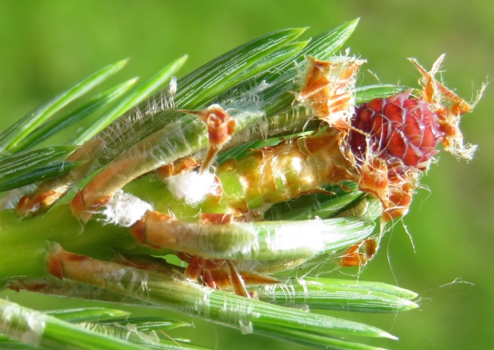 Еловая тля хермес
