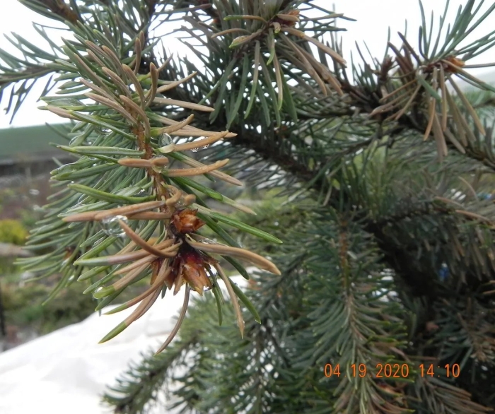 Болезни хвойных деревьев