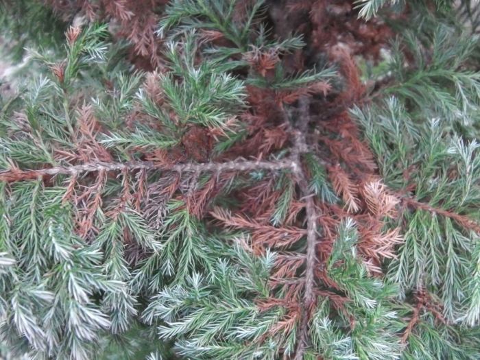 Альтернариоз можжевельника стрикта