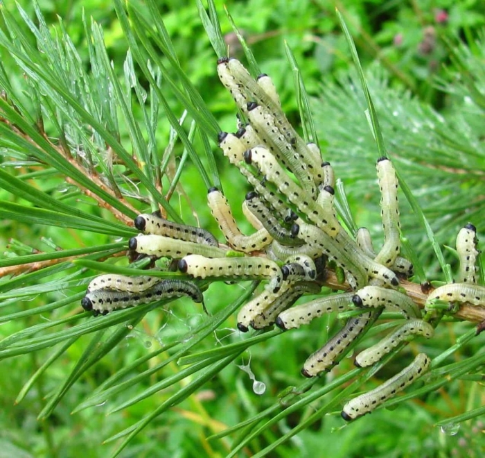 Сосновые пилильщики