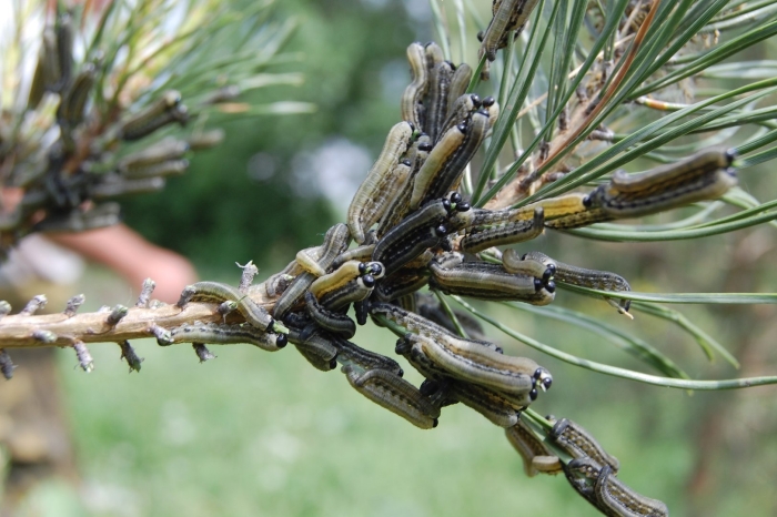 Вредители сосны