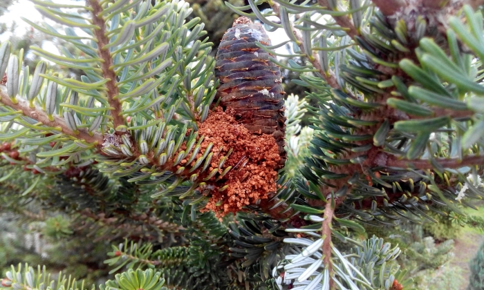 Еловая шишковая огневка