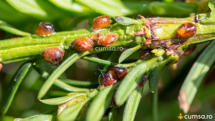 Можжевельниковая щитовка