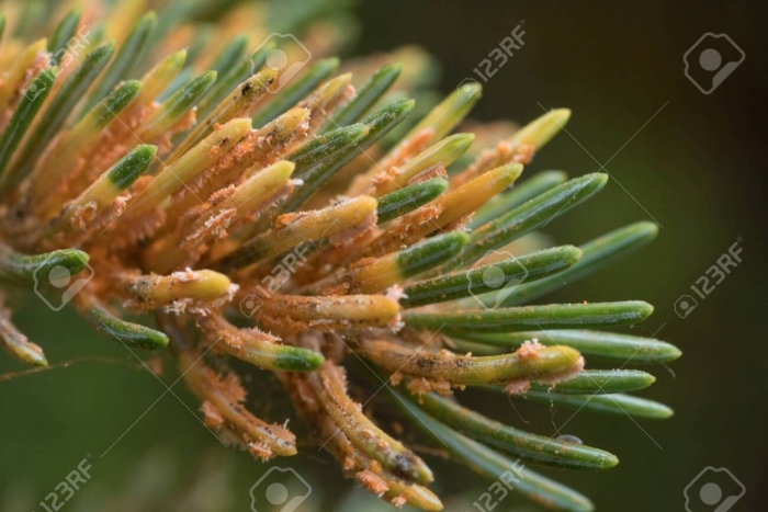 Снежное шютте сосны обыкновенной