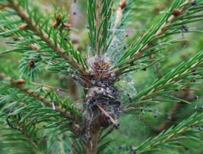 Щитовка хермеса