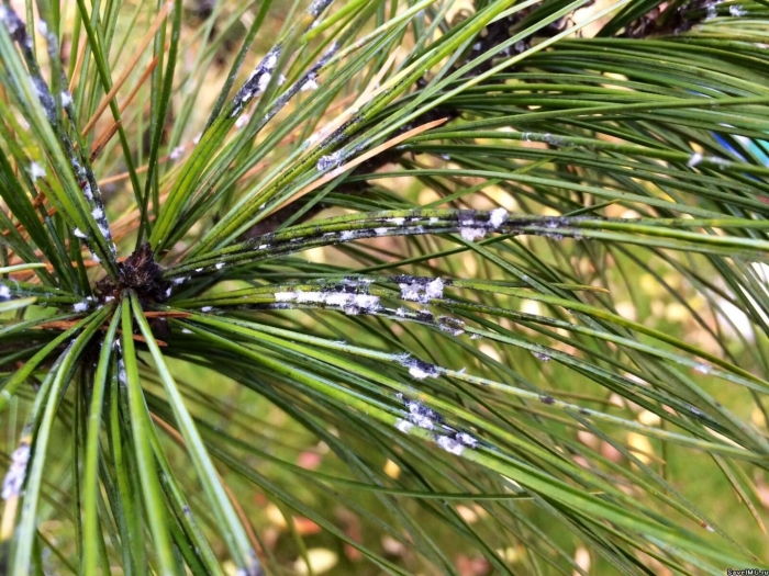 Сибирский сосновый хермес