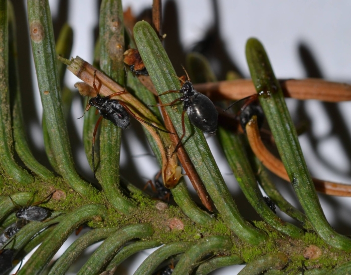 Сосновая бурая тля