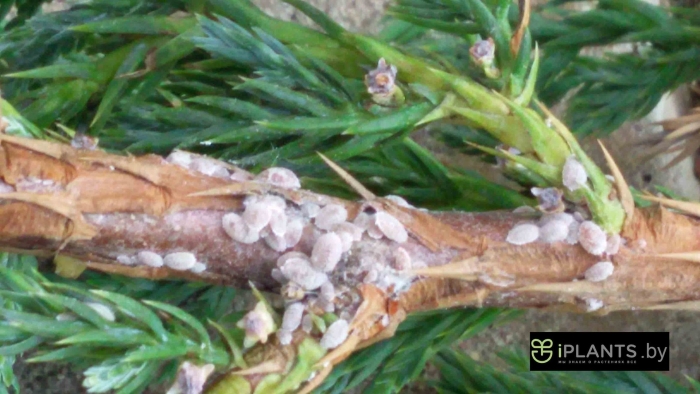 Мучнистый червец на можжевельнике