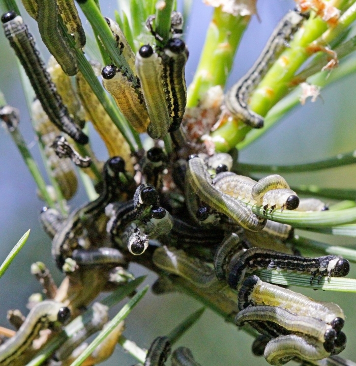 Сосновый пилильщик жук