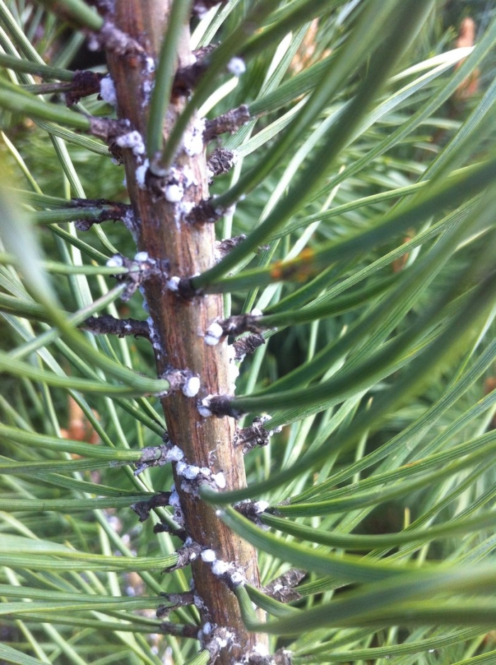 Сибирский сосновый хермес