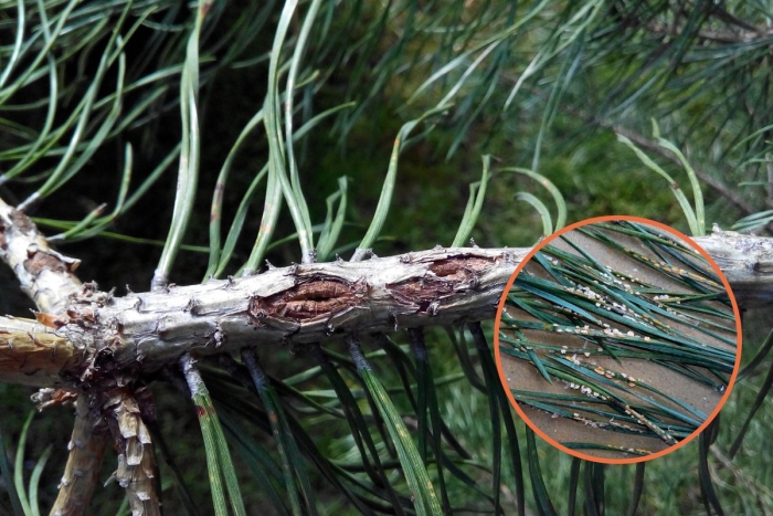 Хермес заболевание хвойников