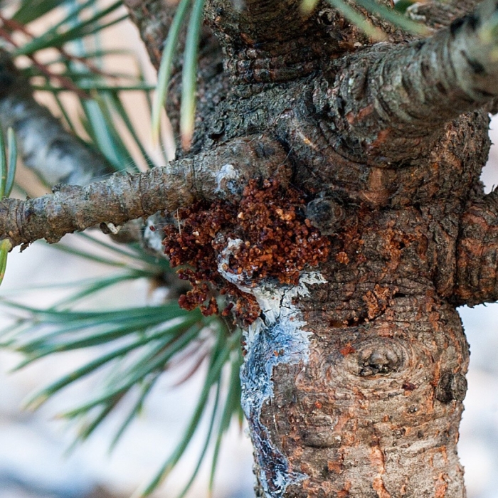 Пузырчатая ржавчина сосны веймутова
