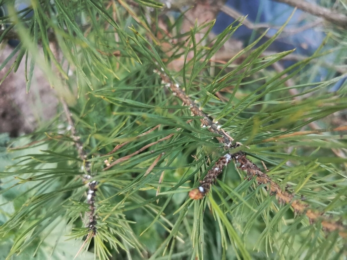 Сосна обыкновенная шишки и хвоинки