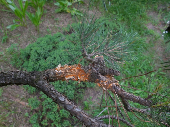 Ржавчина на сосне