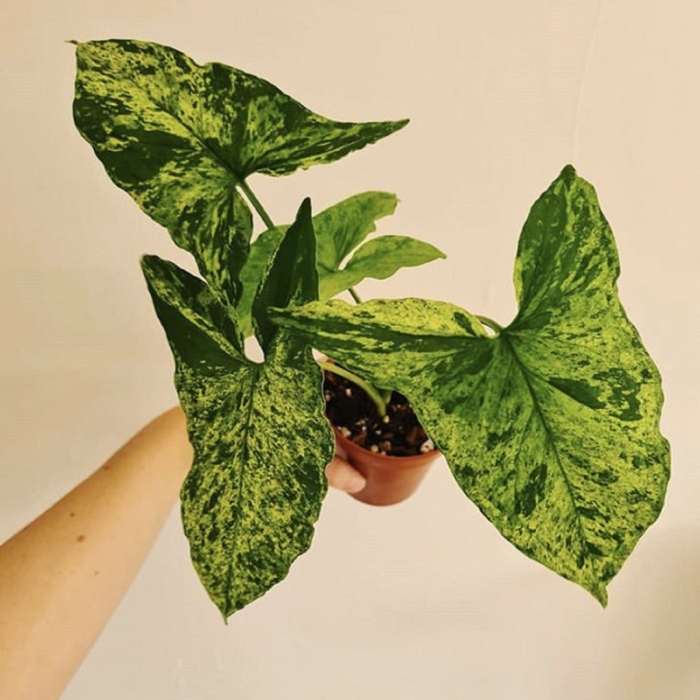 Сингониум mojito