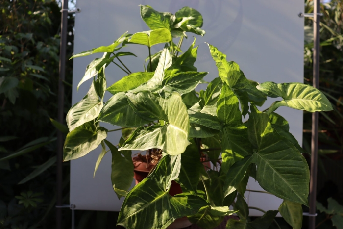 Сингониум подофиллум