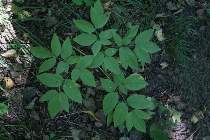 Стеблелист василистниковидный