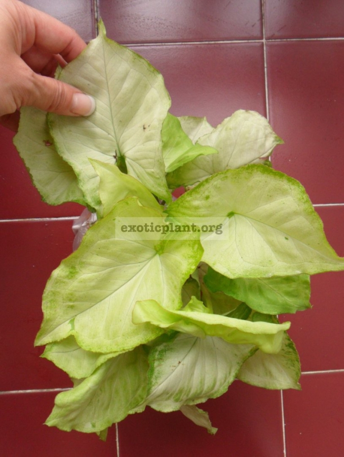 Сингониум dang nuven