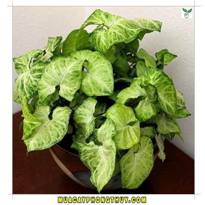 Сингониум лайм сода