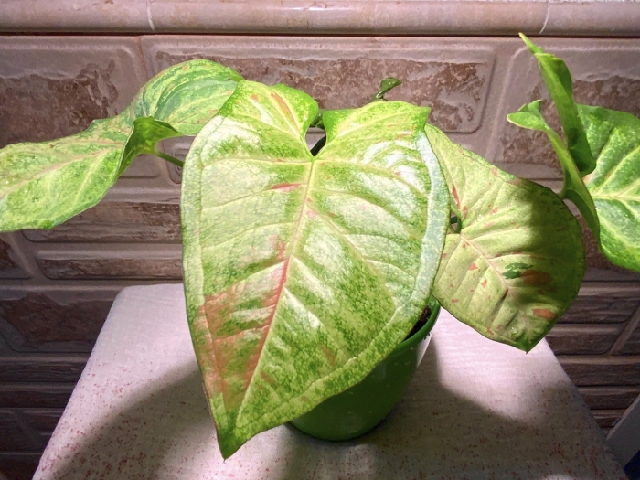 Сингониум confetti tricolor