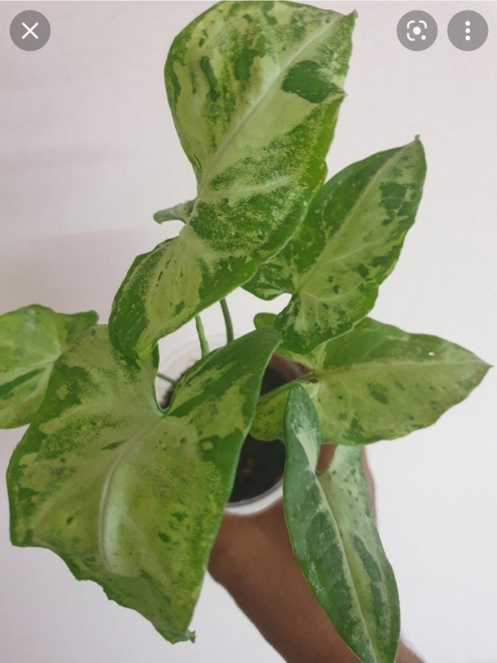 Сингониум фреклес