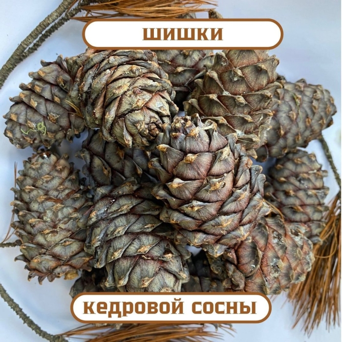 Шишка кедровая
