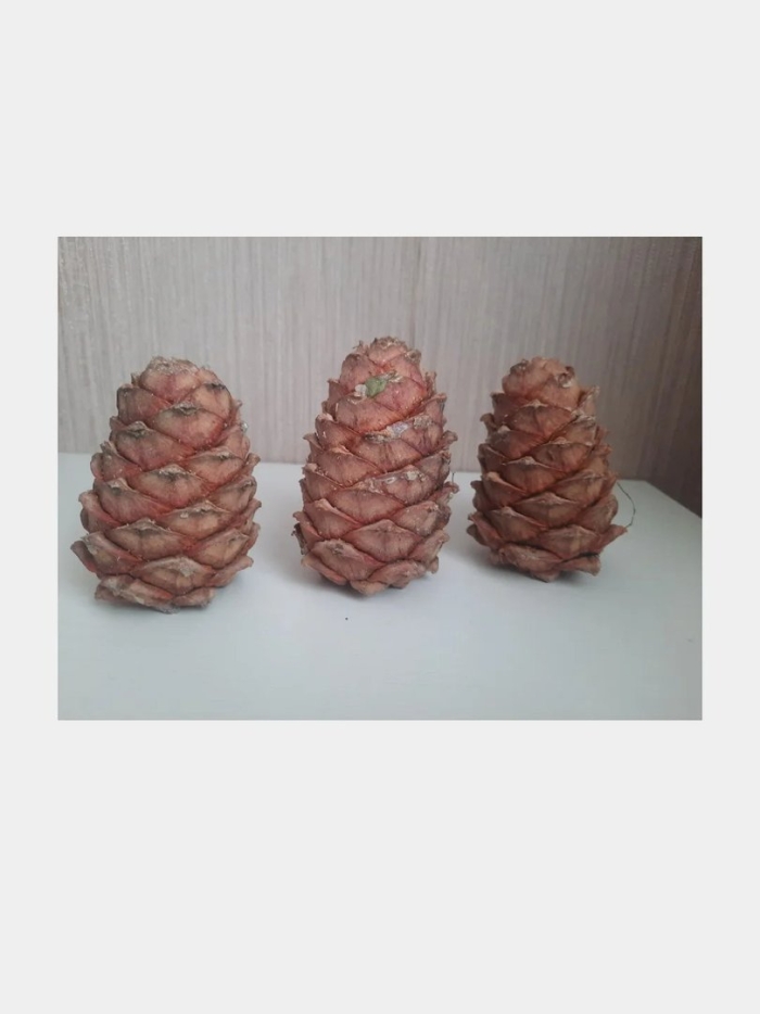 Кедровая шишка сибирский кедр