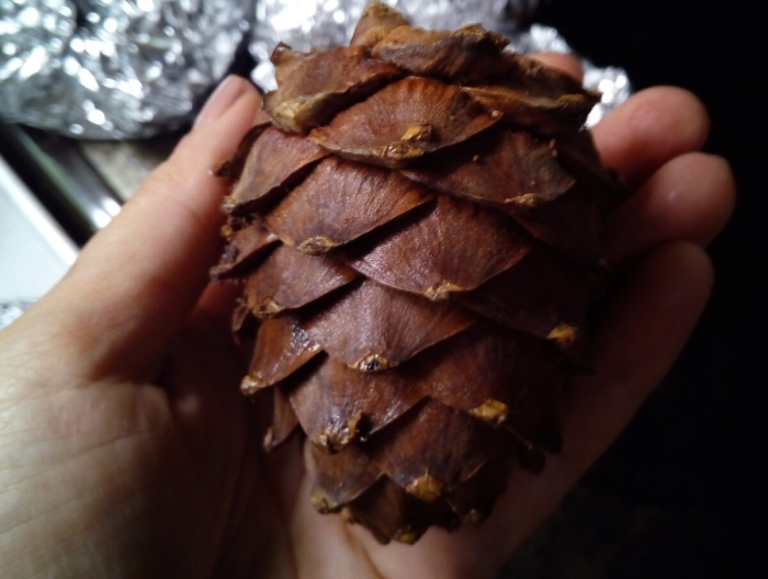 Кедровая шишка сибирский кедр