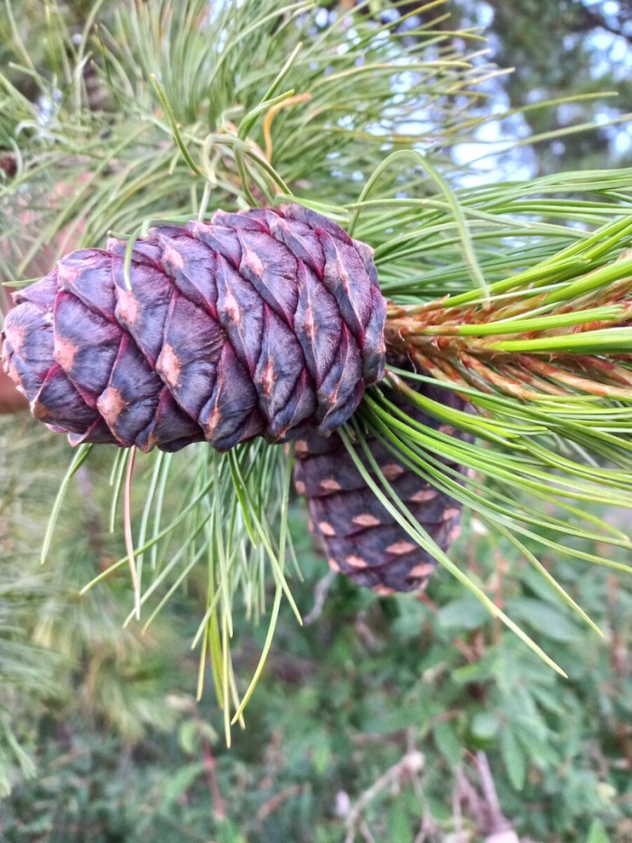 Сосна кедровая сибирская сибирский кедр