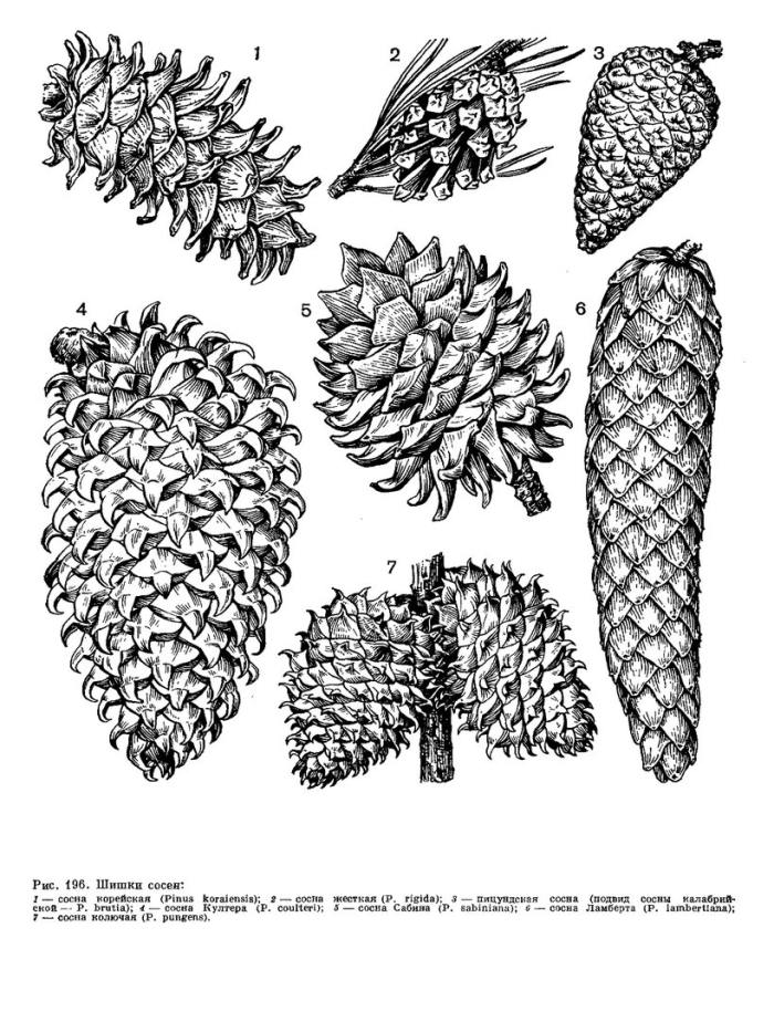 Pinus lambertiana шишка