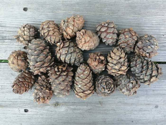 Чешуйка кедровой шишки
