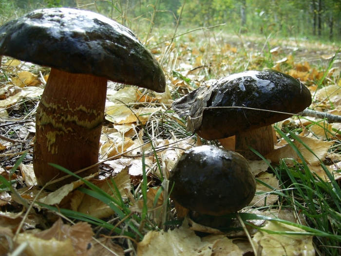 Гриб поддубовик дубовик