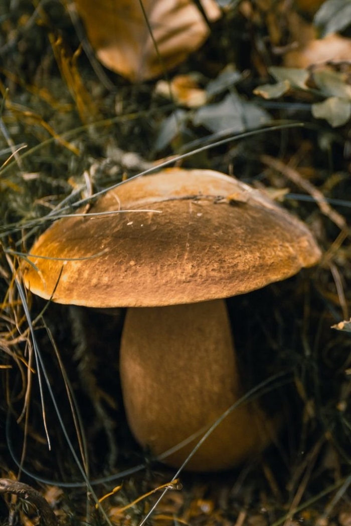 Травяные грибы