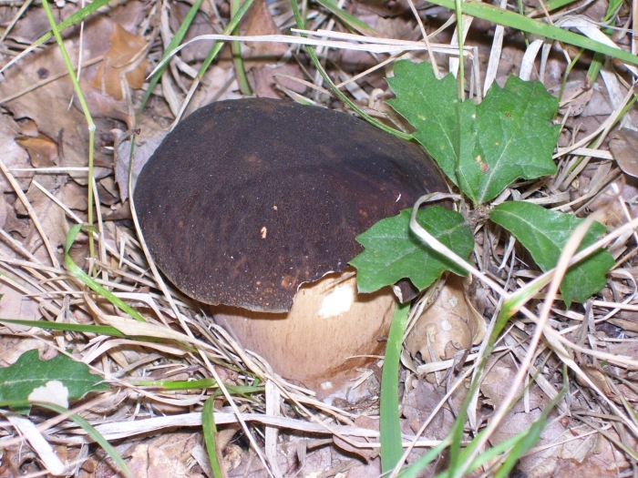 Боровик бронзовый