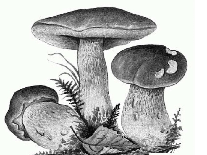 Гриб рисунок карандашом