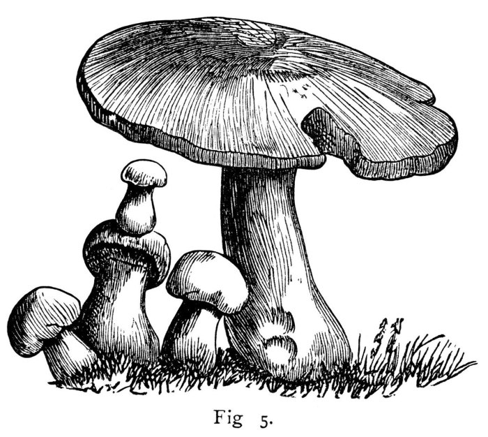 Common mushroom
