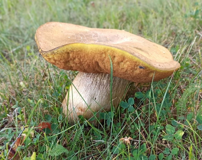 Гриб дубовик обыкновенный