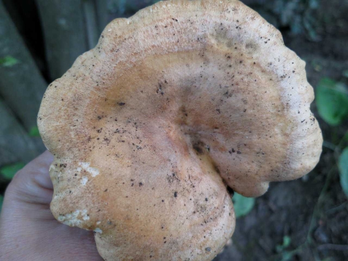 Млечник дубовый гриб