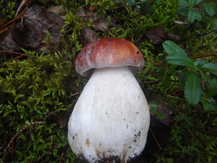 Белый гриб боровик