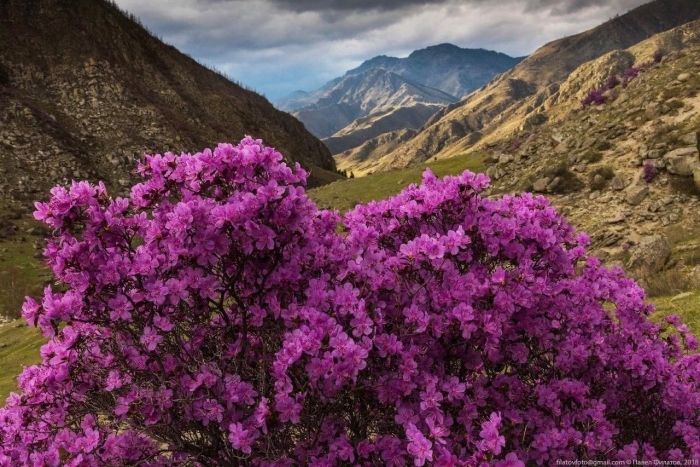Цветение маральника на алтае