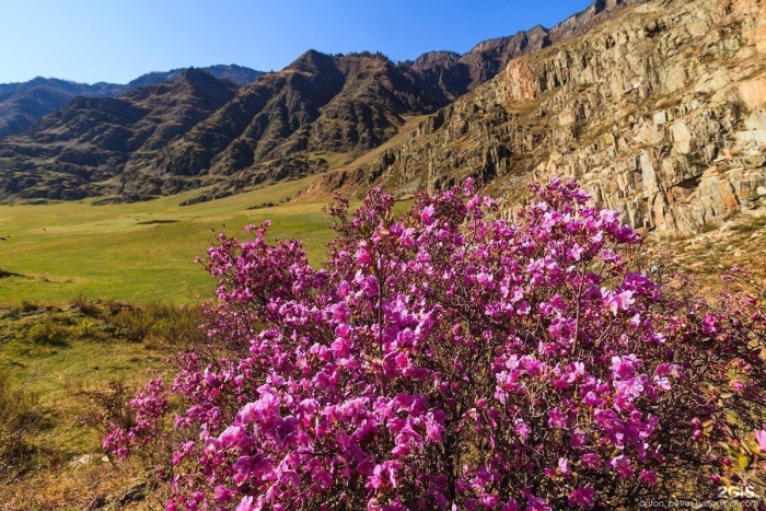 Рододендрон ледебура маральник