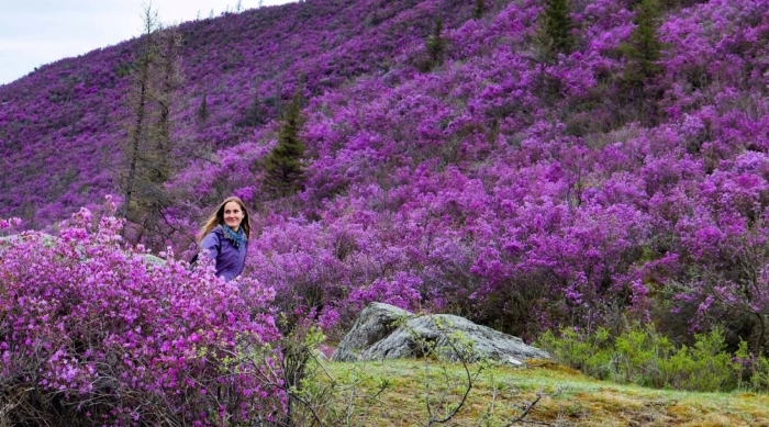 Рододендрон даурский маральник