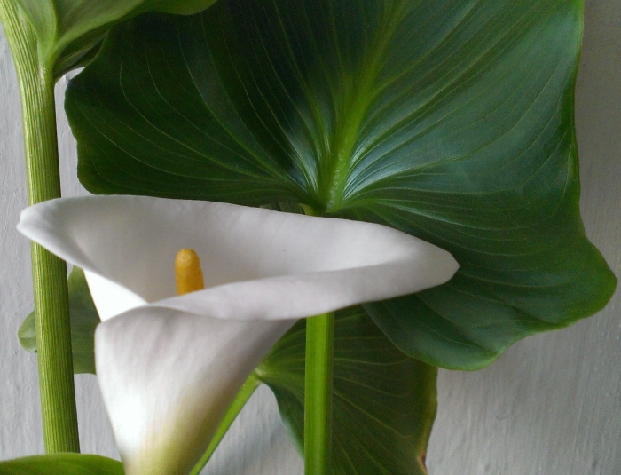 Белокрыльник спатифиллум