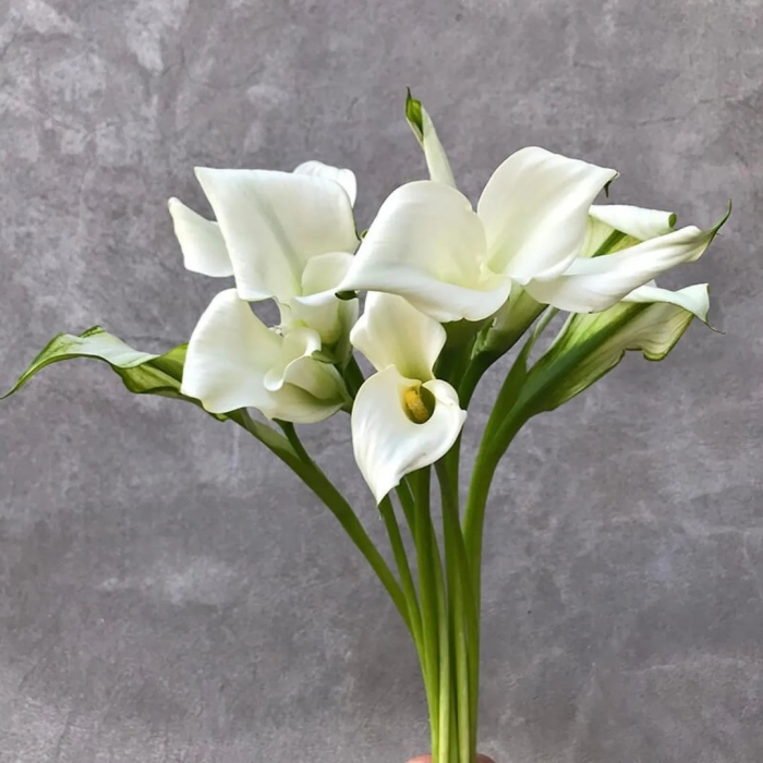 Цветок калла белая комнатная