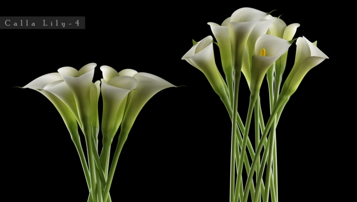 Калла лилии